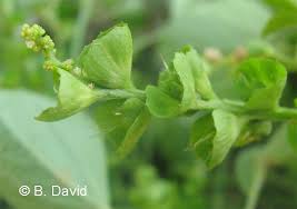 Image result for Acalypha brachystachya