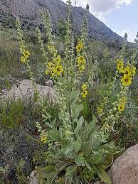 Image result for Scrophulariaceae