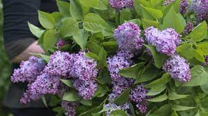 The Miracle Of Lilac Long Living Sweet Smelling And Very Easy To Grow