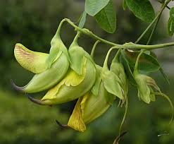Image result for Crotalaria agatiflora