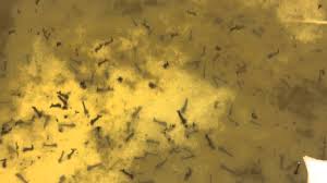 While mosquitoes spend most of their life in the air, baby mosquitoes mosquito larvae are just one stage of a mosquito's life. Tub Of Swimming Mosquito Larvae Youtube