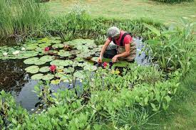 Mais quelles plantes aquatiques choisir ? Comment Cultiver Les Plantes Aquatiques De Bassin Et De Berges