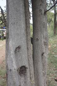 Image result for Balanites maughamii