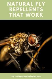 Planting certain herbs in your backyard or around the perimeter of your home can keep flies, mosquitoes, ants and other insect pests away. These Natural Fly Repellents Keep Pesky Flies Way Update In 2020