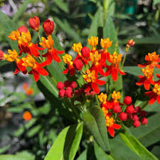 The Great Outdoors On Instagram Tropical Milkweed These Mexican Milkweeds Love Our Austin Climate And Provide A Help With Images Milkweed The Great Outdoors Tropical