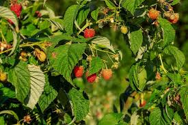 Himbeeren schneiden tutorial mit anleitungen und bildern richtig garten ideen im herbst: Himbeeren Schneiden So Funktioniert Es Sulco Gertel