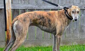 ~ po box 891, woodinville, wa 98072 ~ 877.468.7681 www.greyhoundpetsinc.org +. Looking To Adopt A Pet Here Are 7 Lovable Pups To Adopt Now In