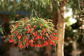 Maybe you would like to learn more about one of these? The Best Flowers For Pots In Full Sun Hgtv
