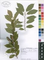 Image result for Glyphaea tomentosa