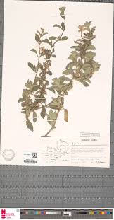 Image result for Cyphostemma lynesii