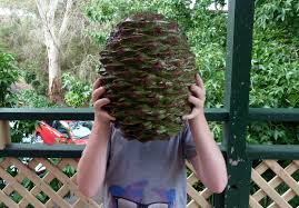 Male and female cone will form on the respective plant. Araucaria Bidwillii Wikiwand