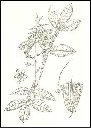 Image result for Quassia undulata