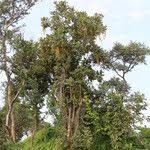 Image result for Markhamia obtusifolia