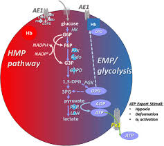 Image result for Red Blood Cell