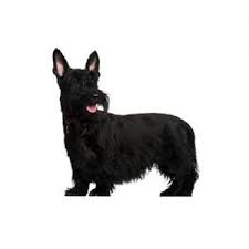 Developed in 18th century scotland, the scottish terrier was originally called the aberdeen terrier after the scottish town of aberdeen. Scottish Terrier Puppies Pet City Pet Shops