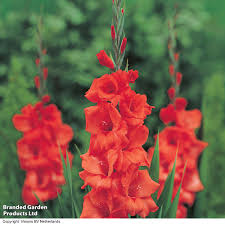 Image result for Gladiolus melleri