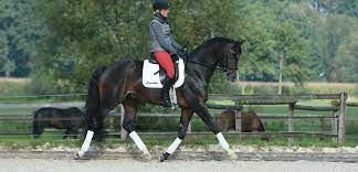 Half halt stables is a full service dressage training facility located in sunny central florida. The Real Definition Of Impulsion In Dressage