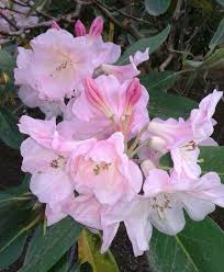 R Misty Moonlight Photo By Jan R Fuller Beautiful Flowers Flowers Rhododendron