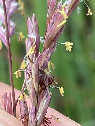 Image result for Bewsia biflora