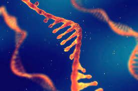 In the present article, we are briefly discussing each type of rna with its function and general structure. What Is Rna New Scientist