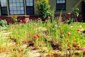 How to clear a bed of weeds to replant. How To Tackle An Overgrown Garden Shetland S Garden Tool Box