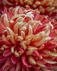 Chrysanthemums Beautiful Flowers Pictures Chrysanthemum Flower Pictures