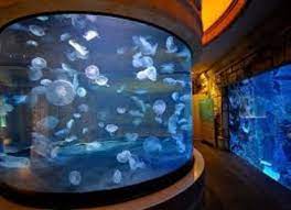 Mandalay Bay Shark Reef Coupons And Discounts Travelin Coupons