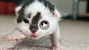 Newborn kittens are blind, deaf and completely helpless, but within a few. Cute Newborn Kittens Learning To Walk Compilation Cuteness Overload Newborn Kittens Baby Cats Kittens