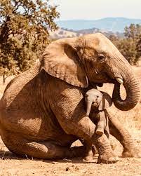 Elephant mother cares for newborn calf