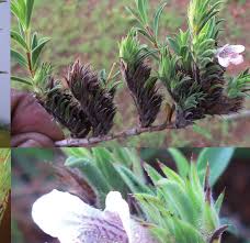 Image result for Lepidagathis scariosa