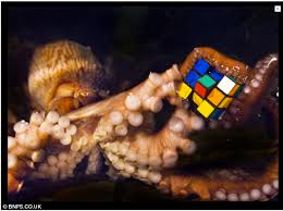A Few Favorite Biology Experiments Cephalopod Edition Album On Imgur Octopus Octopus Intelligence Rubiks Cube