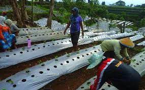 Setelah cabai berusia 4 minggu, pindahkan bibit tersebut di lahan yang sudah disiapkan. Cara Menanam Cabe Rawit Di Gunung Agar Hasil Panen Melimpah