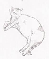 A Lazy Fat Cat Lol
