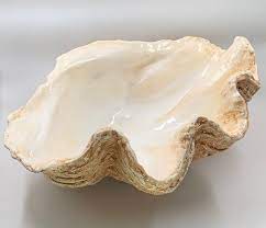 We did not find results for: Giant Clam Shell Sculpture Bowl Etsy Shell Sculpture Giant Clam Shell Giant Clam