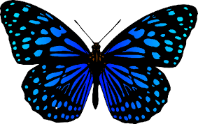 Coloring book for kids, coloring page with beautiful butterfly. 5 Ultimate Steps To Draw A Beautiful Butterfly Drawing Easy Drawing Club