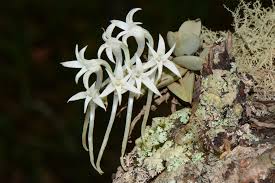 Image result for Cyrtorchis crassifolia