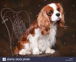 We did not find results for: 88 Full Grown Cavalier King Charles Spaniel Tricolor L2sanpiero