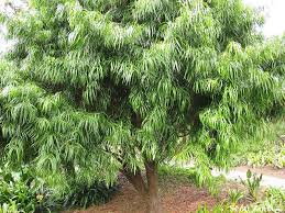 Image result for Afrocarpus usambarensis