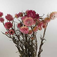 Choose flowers that are not completely open and are not quite mature. Dried Pink Helichrysum Strawflower The Hiden Collective