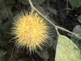 Image result for Caloncoba