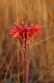Image result for Aloe greatheadii