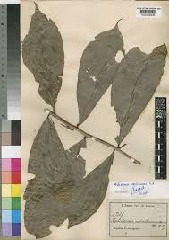 Image result for Campylospermum vogelii