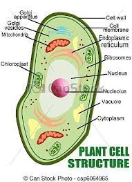 Plant Cell Bitki Hucre Yapisi Vektor Hisse Senedi Illustrasyon Royalty Free Resimler Stok Klip Art Sim Plant Cell Structure Plant Cell Plant Cell Project