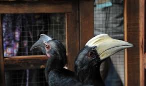 Well you're in luck, because here they come. Pusat Konservasi Burung Enggang Dipusatkan Di Kalimantan Barat Republika Online