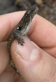 Image result for Berkheya johnstoniana