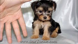 Find teacup puppies in canada | visit kijiji classifieds to buy, sell, or trade almost anything! Teacup Puppies For Sale In Los Angeles By Staryorkie Com Youtube Teacup Puppies Teacup Puppies For Sale Puppies For Sale