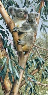 Carl Brenders Bay Side Boutique Gallery Australia Animals Koala Bear Animals Beautiful