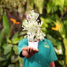 Image result for Monadenium discoideum