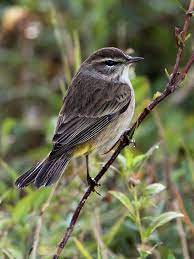 Pin By Gail On Walking By Hedgerow Backyard Birds Small Birds Bird