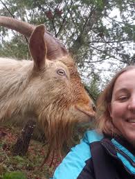 Tell me about “walking goats”😅 halter and leads. I'm new to this! New to  goats! I've had mine a few days now and I adore them! Working hard with one  who is